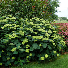 Load image into Gallery viewer, Hydrangea arborescens 'Sublime'