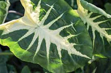 Load image into Gallery viewer, Colocasia 'Royal Hawaiian White Lava' Elephant Ear