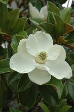 Load image into Gallery viewer, Magnolia grandiflora 'Bracken's Brown Beauty'
