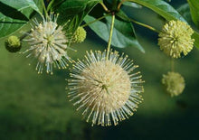 Load image into Gallery viewer, Cephalanthus occidentalis 'Buttonbush'