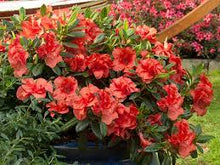 Load image into Gallery viewer, Azalea Encore "Autumn Embers"