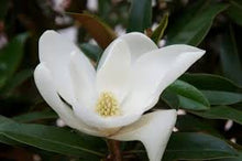 Load image into Gallery viewer, Magnolia grandiflora 'Alta'