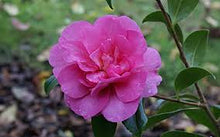Load image into Gallery viewer, Camellia sasanqua 'Sparkling Burgundy'