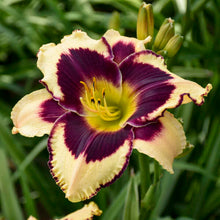 Load image into Gallery viewer, Hemerocallis 'Inkheart' Daylily