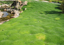 Load image into Gallery viewer, Sagina subulata 'Irish Moss'