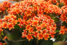 Load image into Gallery viewer, Kalanchoe