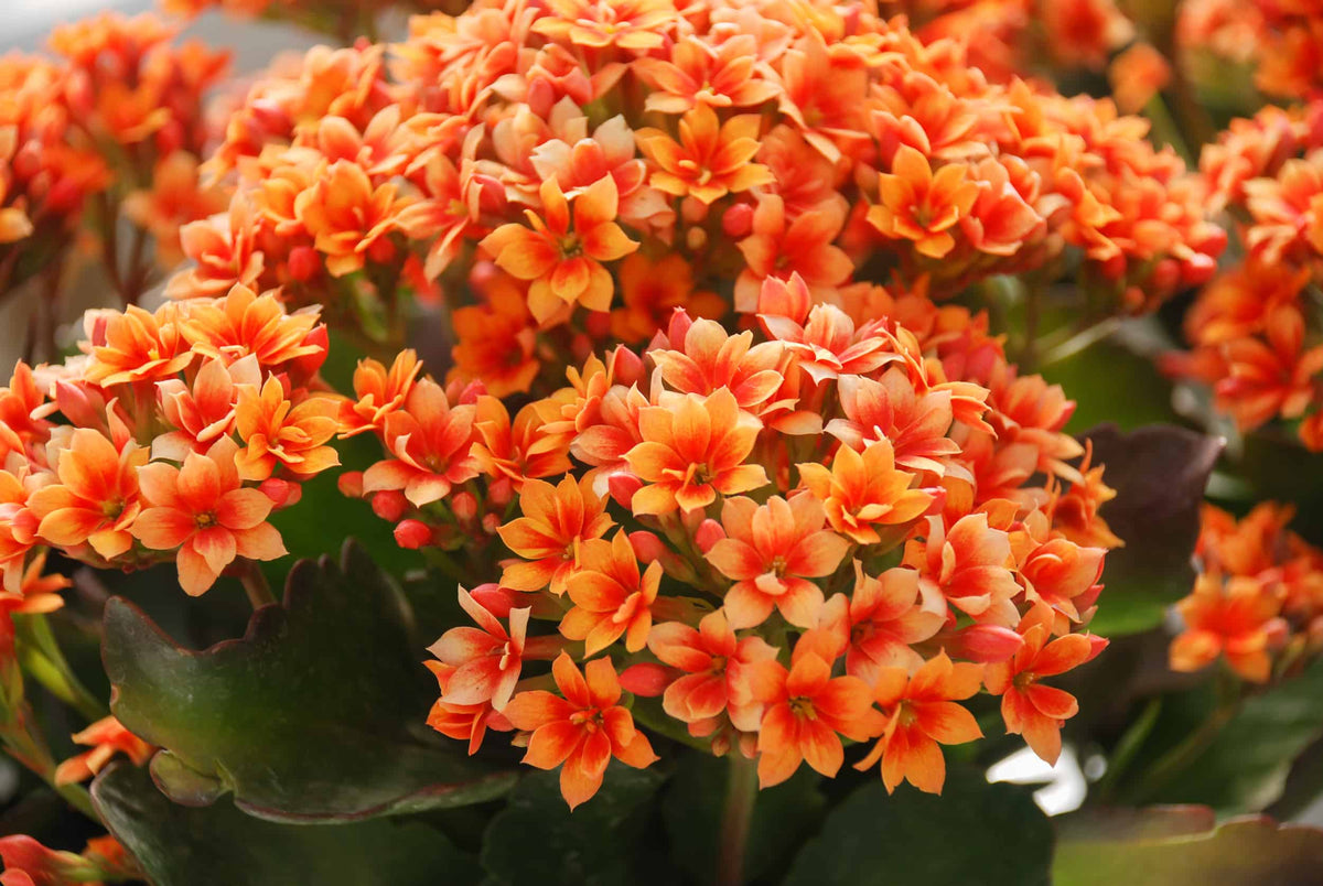 Kalanchoe – Denchfield Nursery, Inc