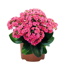 Load image into Gallery viewer, Kalanchoe