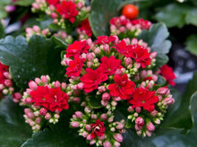 Load image into Gallery viewer, Kalanchoe
