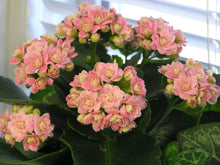 Load image into Gallery viewer, Kalanchoe