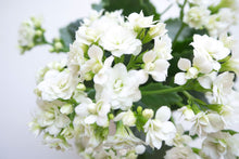 Load image into Gallery viewer, Kalanchoe