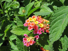 Load image into Gallery viewer, Lantana 'Confetti' Tree