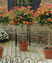 Load image into Gallery viewer, Lantana 'Confetti' Tree