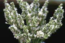 Load image into Gallery viewer, Lavender 'Exceptional'