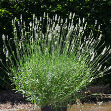 Load image into Gallery viewer, Lavender 'Exceptional'