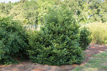 Load image into Gallery viewer, Distylium 'Linebacker'