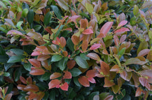 Load image into Gallery viewer, Distylium 'Linebacker'