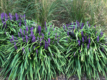 Load image into Gallery viewer, Liriope muscari ‘Royal Purple'