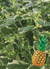 Load image into Gallery viewer, Mint 'Variegated Pineapple'