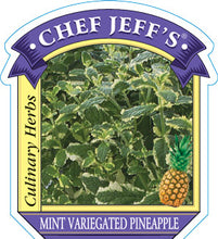 Load image into Gallery viewer, Mint 'Variegated Pineapple'