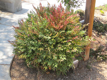 Load image into Gallery viewer, Nandina domestica 'Harbour Dwarf'