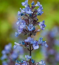 Load image into Gallery viewer, Nepeta faassenii ‘Purrsian Blue’ Catmint