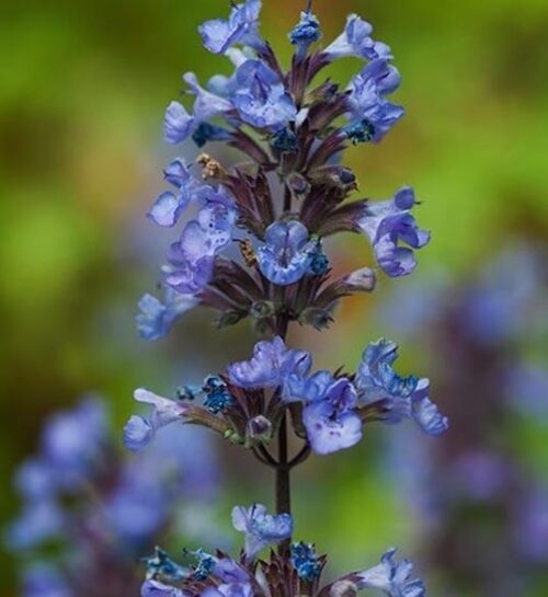 Nepeta faassenii 'Purrsian Blue' Catmint – Denchfield Nursery, Inc
