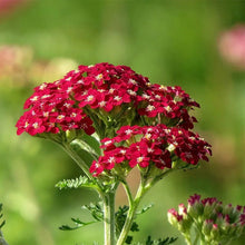 Load image into Gallery viewer, Achillea millefolium 'New Vintage Red'