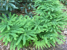 Load image into Gallery viewer, Adiantum pedatum 'Northern Maidenhair Fern'