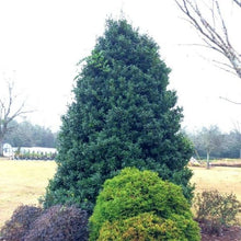 Load image into Gallery viewer, Ilex 'Oakland' Oakleaf Holly