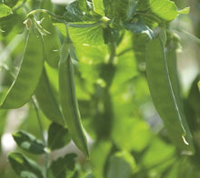 Load image into Gallery viewer, Organic Oregon Sugar Pod Peas Seeds