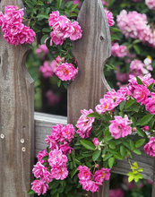 Load image into Gallery viewer, Rosa 'Peggy Martin' Climbing Rose