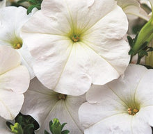 Load image into Gallery viewer, Petunia Supercascade White Seeds