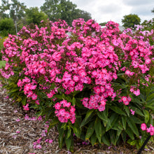Load image into Gallery viewer, Phlox paniculata 'Luminary Pink Lightning'