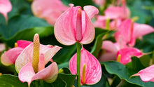 Load image into Gallery viewer, Anthurium 'Flamingo Flower'