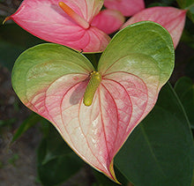 Load image into Gallery viewer, Anthurium 'Flamingo Flower'
