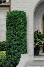 Load image into Gallery viewer, Podocarpus m. 'Maki' Yew