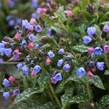 Load image into Gallery viewer, Pulmonaria 'Pink-a-Blue' Lungwort