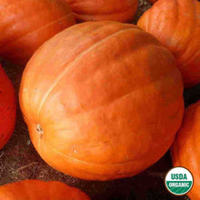 Load image into Gallery viewer, Pumpkin Big Max Organic Seeds