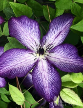 Load image into Gallery viewer, Clematis 'Venosa Violacea Purple Star'