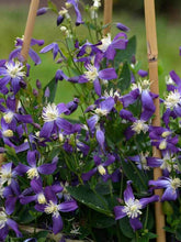 Load image into Gallery viewer, Clematis 'Venosa Violacea Purple Star'