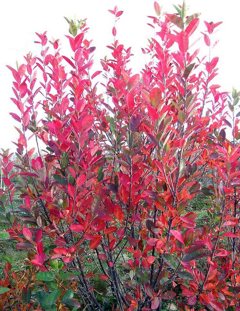 Amelanchier canadensis 'Rainbow Pillar' Serviceberry