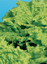 Load image into Gallery viewer, Lettuce 'Simpson Elite'