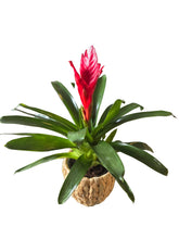 Load image into Gallery viewer, Bromeliad with Wicker Basket