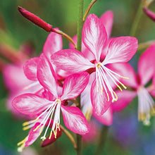 Load image into Gallery viewer, Gaura lindheimeri 'Rosy Jane' Bee Blossom