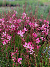 Load image into Gallery viewer, Gaura lindheimeri 'Rosy Jane' Bee Blossom