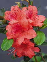 Load image into Gallery viewer, Indoor Blooming Azalea