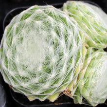 Load image into Gallery viewer, Sempervivum 'Clairchin'