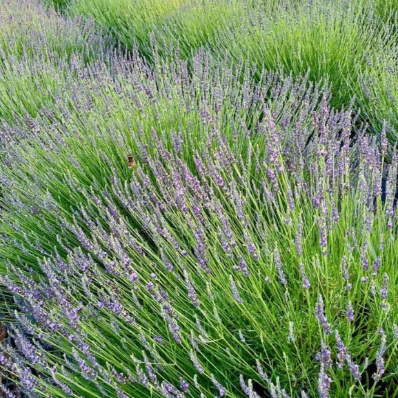 Lavender 'Sensational' – Denchfield Nursery, Inc.
