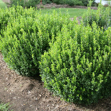 Load image into Gallery viewer, Buxus microphylla 'Sprinter'